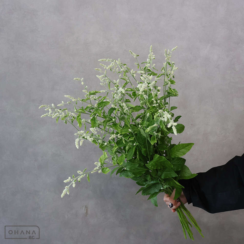 【SALE】シルバーキャット　アルバ　65cm ※クレーム対象外