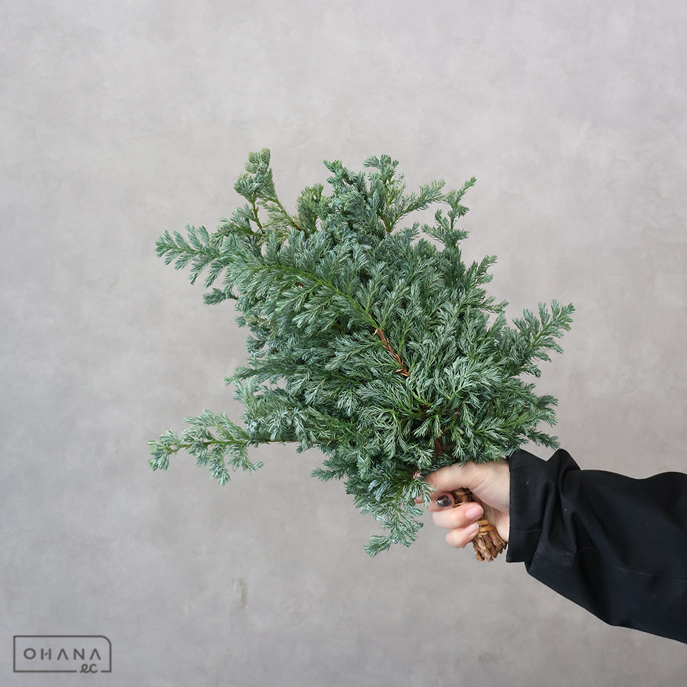 【SALE】ヒバ　ブルーバード　秀30cm つまみ ※クレーム対象外