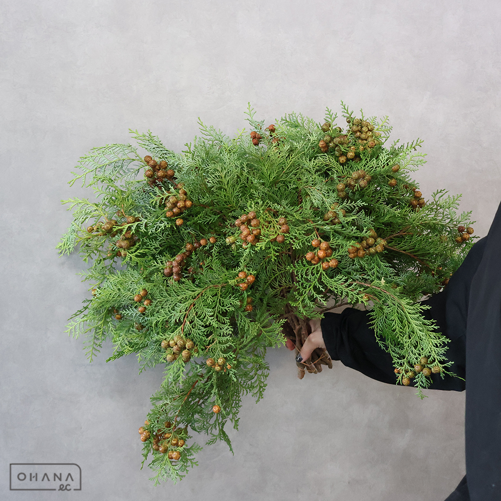 ヒバ　ひのき　40cm実付き