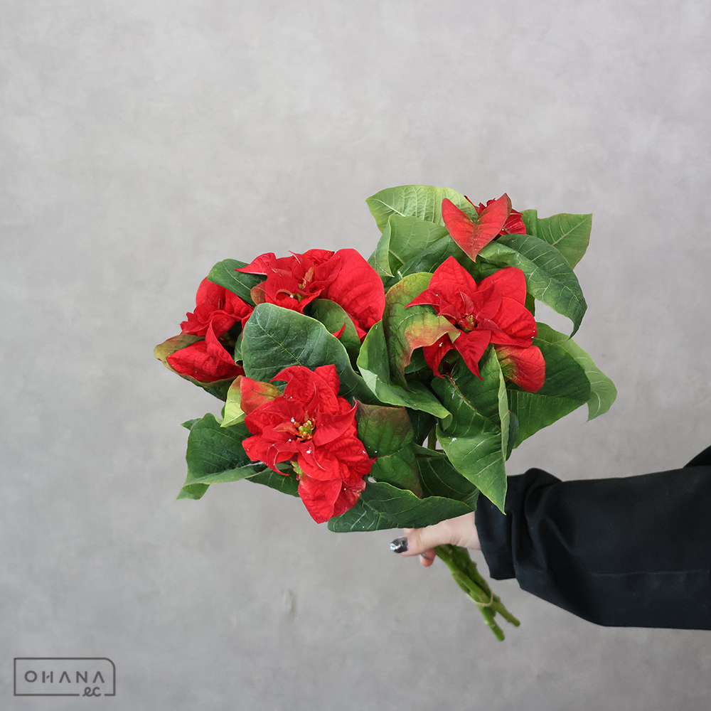 【SALE】ポインセチア　ロッコスターレッド　　50cm ※5本束 ※クレーム対象外