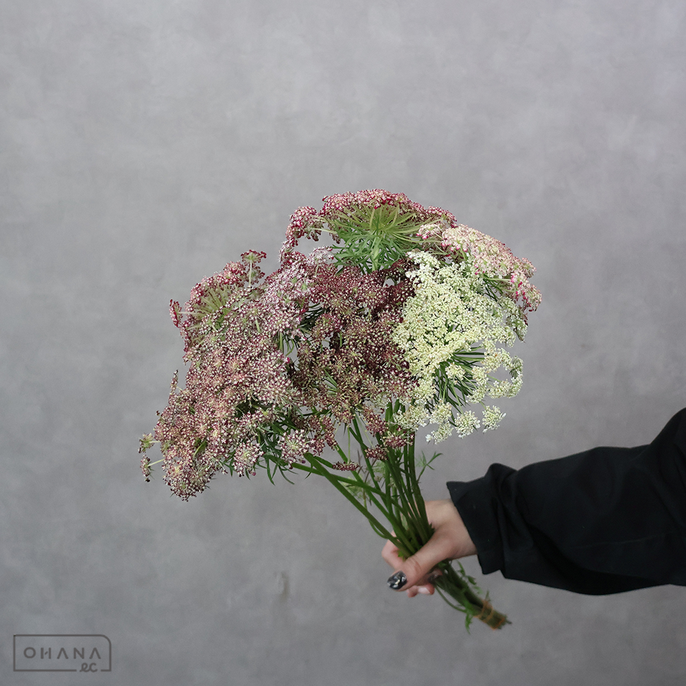 【SALE】レースフラワー　　パープルキス　秀60cm ※クレーム対象外