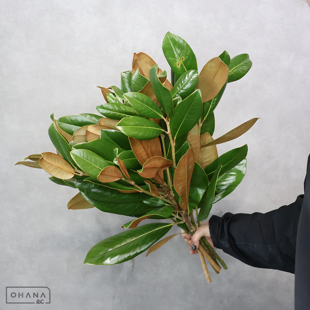 タイサンボク　　60cm ※5本束