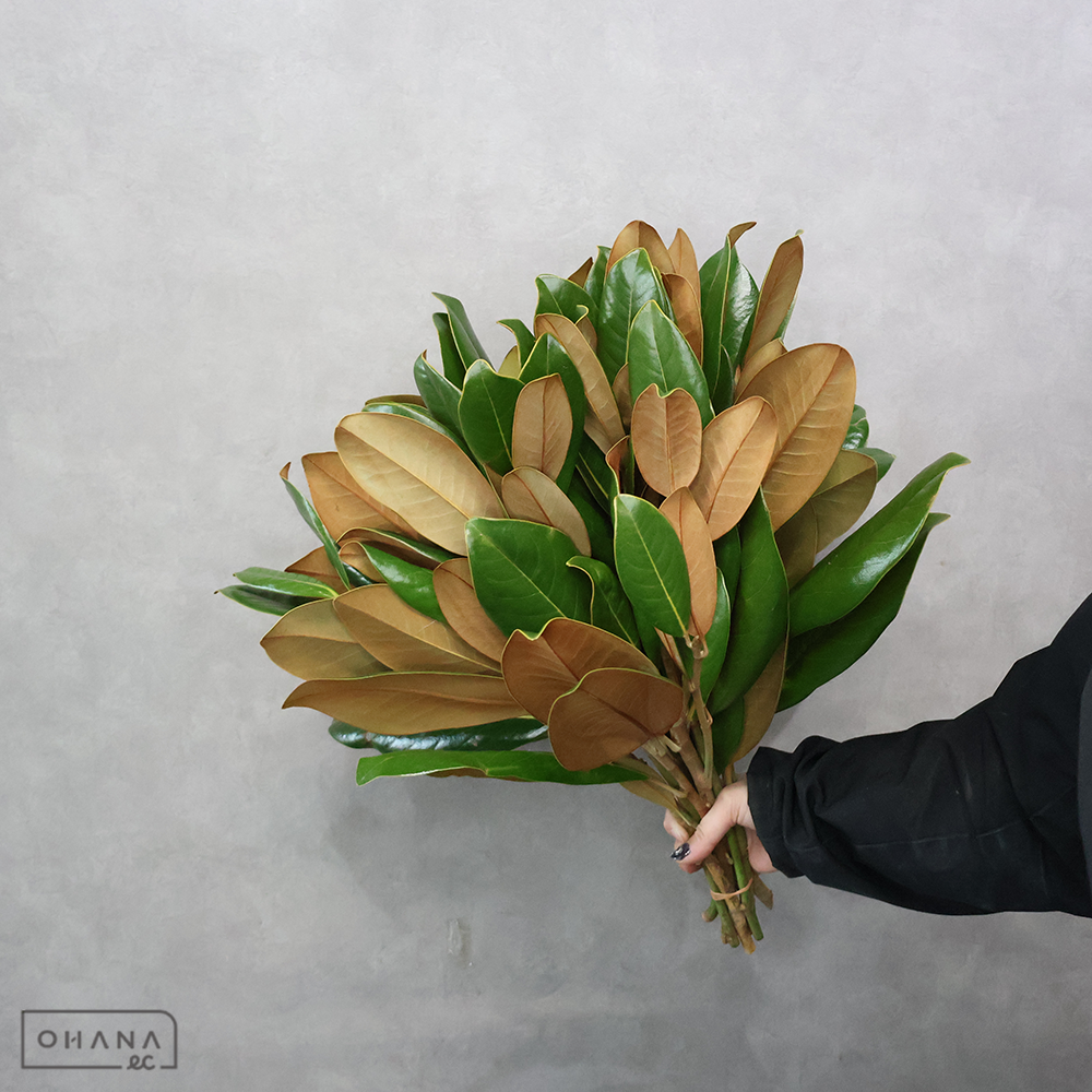 タイサンボク　　40-50cm