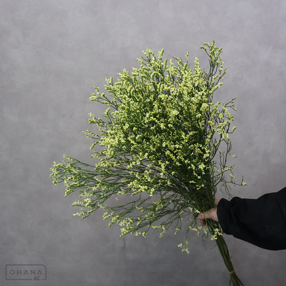 【SALE】スターチスＨＢ　チノサマー　70cm ※クレーム対象外