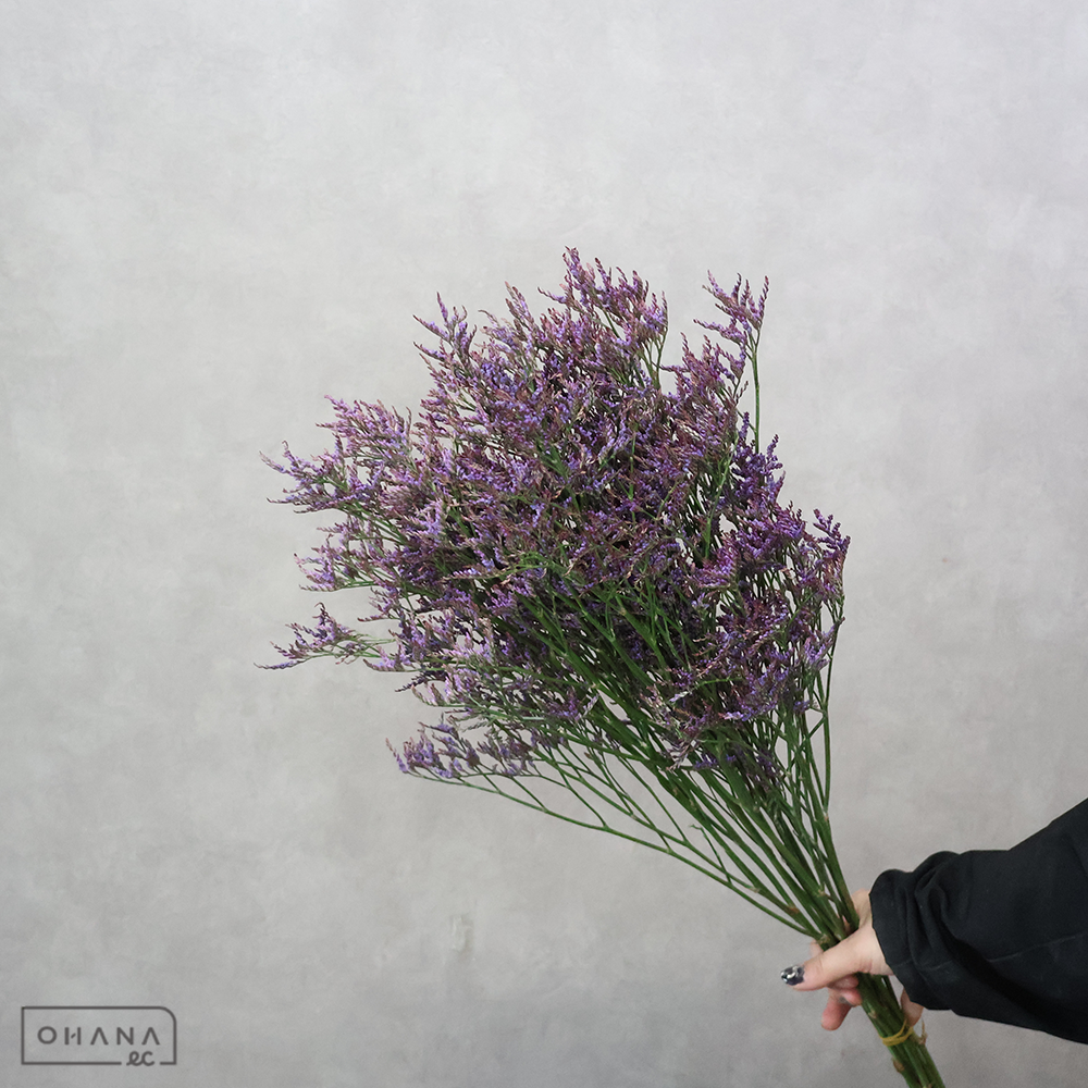 【SALE】スターチスＨＢ　サフォラダークブルー　60cm ※クレーム対象外