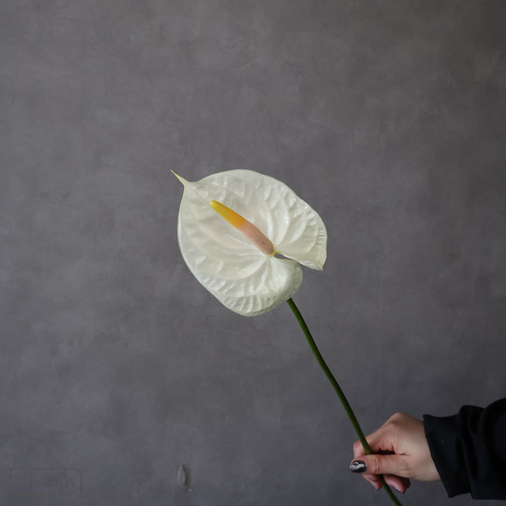 【SALE】アンスリューム　シャンパン Ｍ 　※一部、キズあり ※クレーム対象外