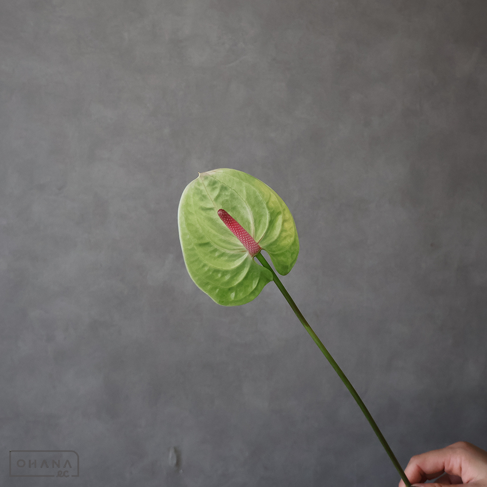 【SALE】アンスリューム　グリーンエンジェル Ｍ ※クレーム対象外