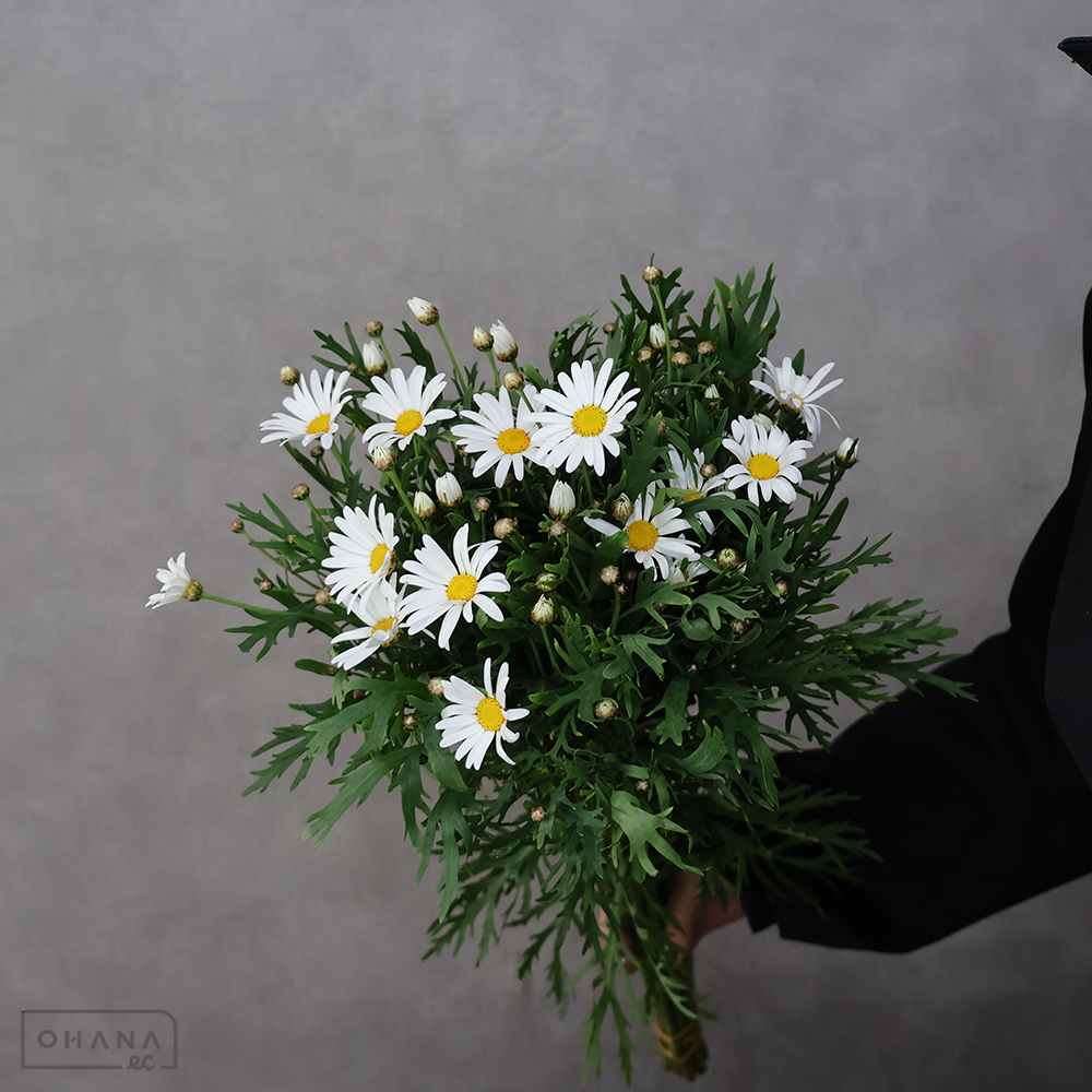 マーガレット白　伊浜ホワイト　秀 60cm