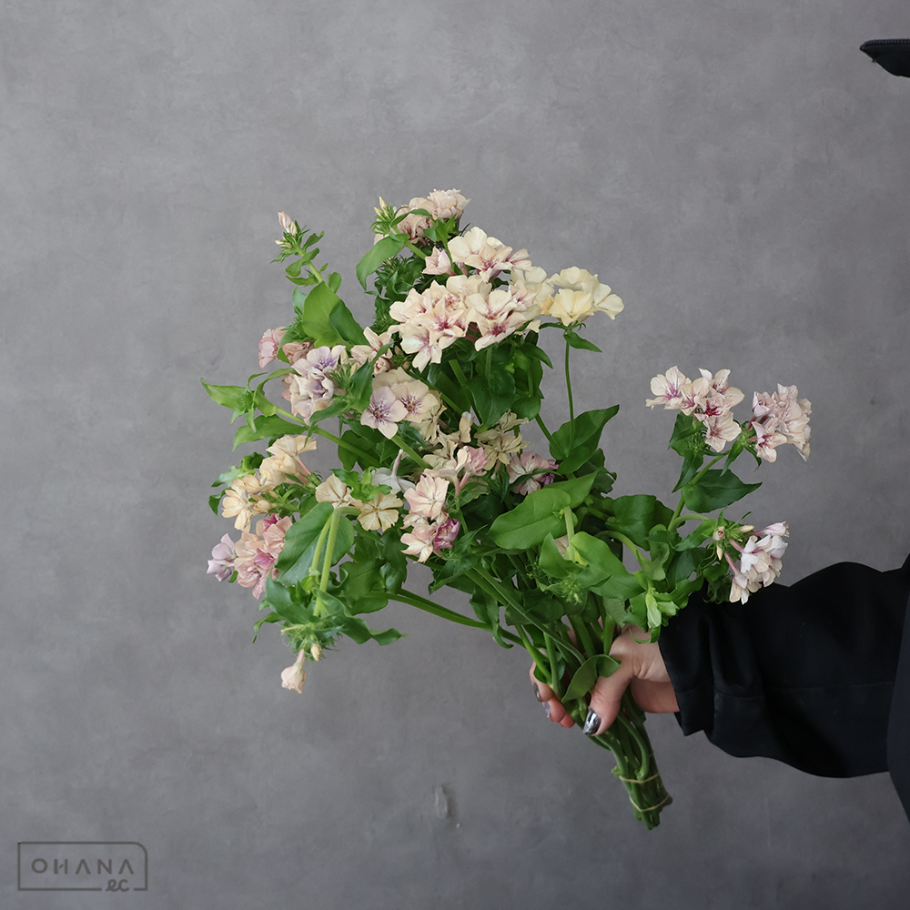 フロックス　クリームブリュレ　秀 40cm