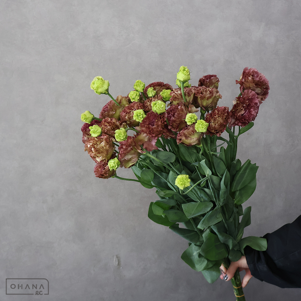 トルコキキョウ　アンバーダブルショコラ　70-60 2輪