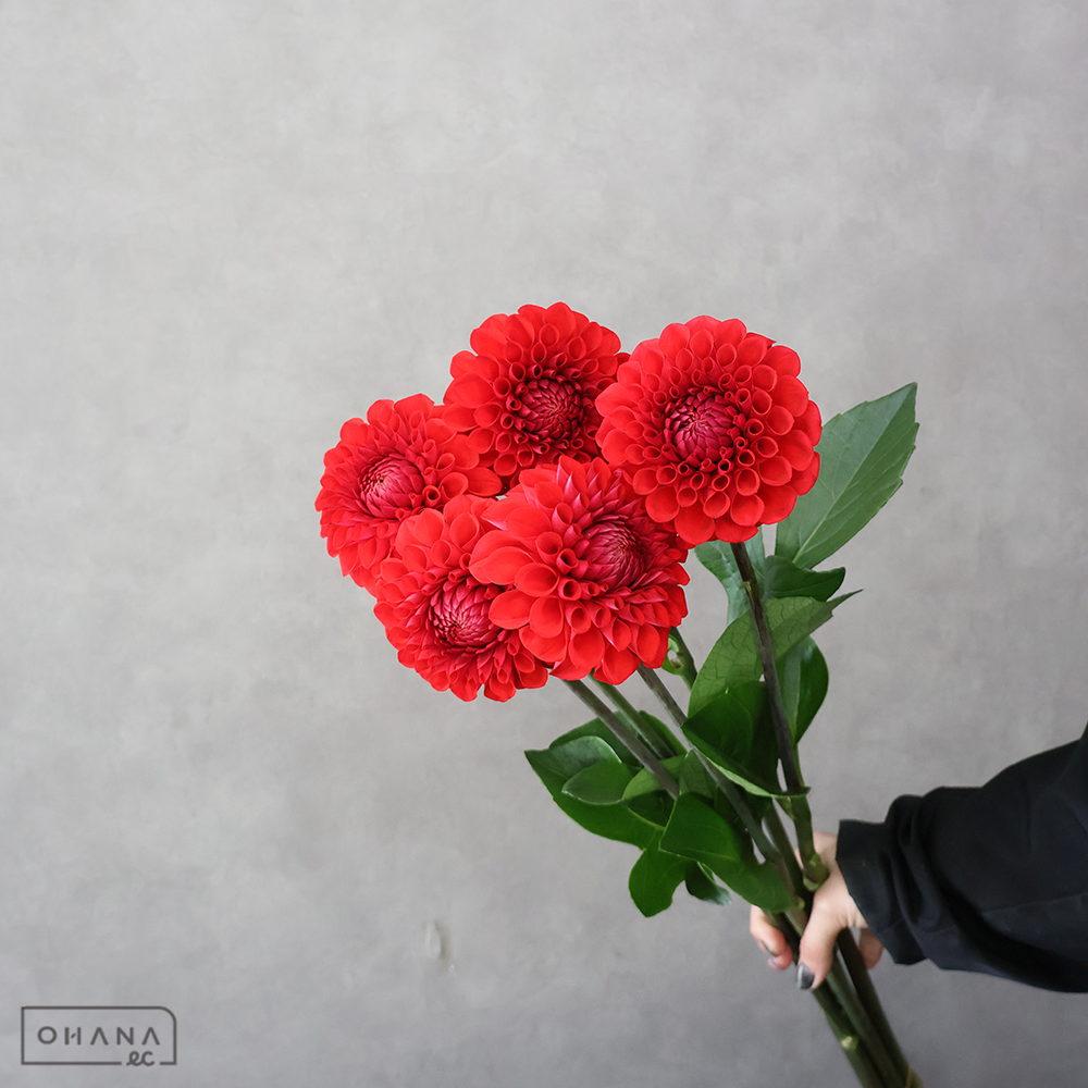 ダリア赤　朝日てまり ※5本束　優 70cm