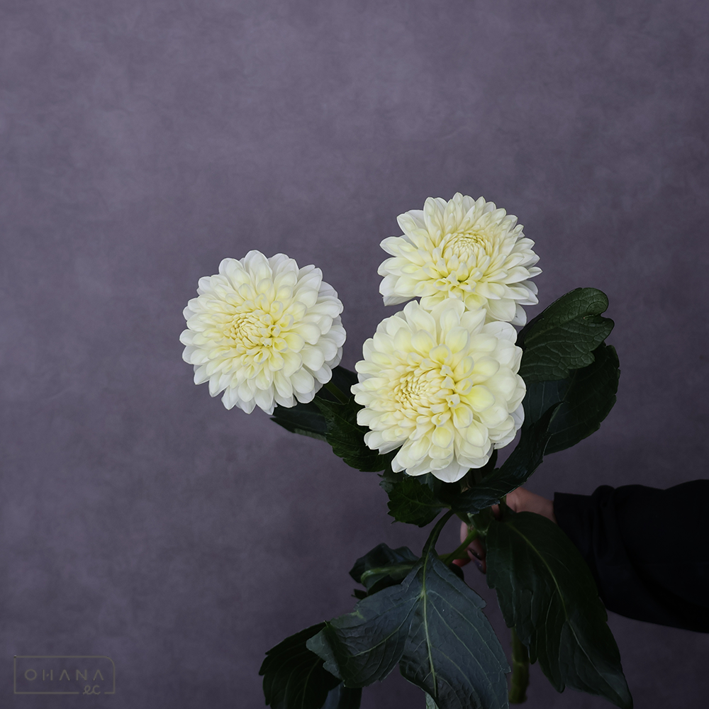 ダリア　きなっぴ ※3本本束　秀 60-50