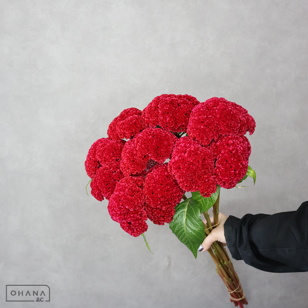 ケイトウ　ベルベットカーテン　秀 60cm