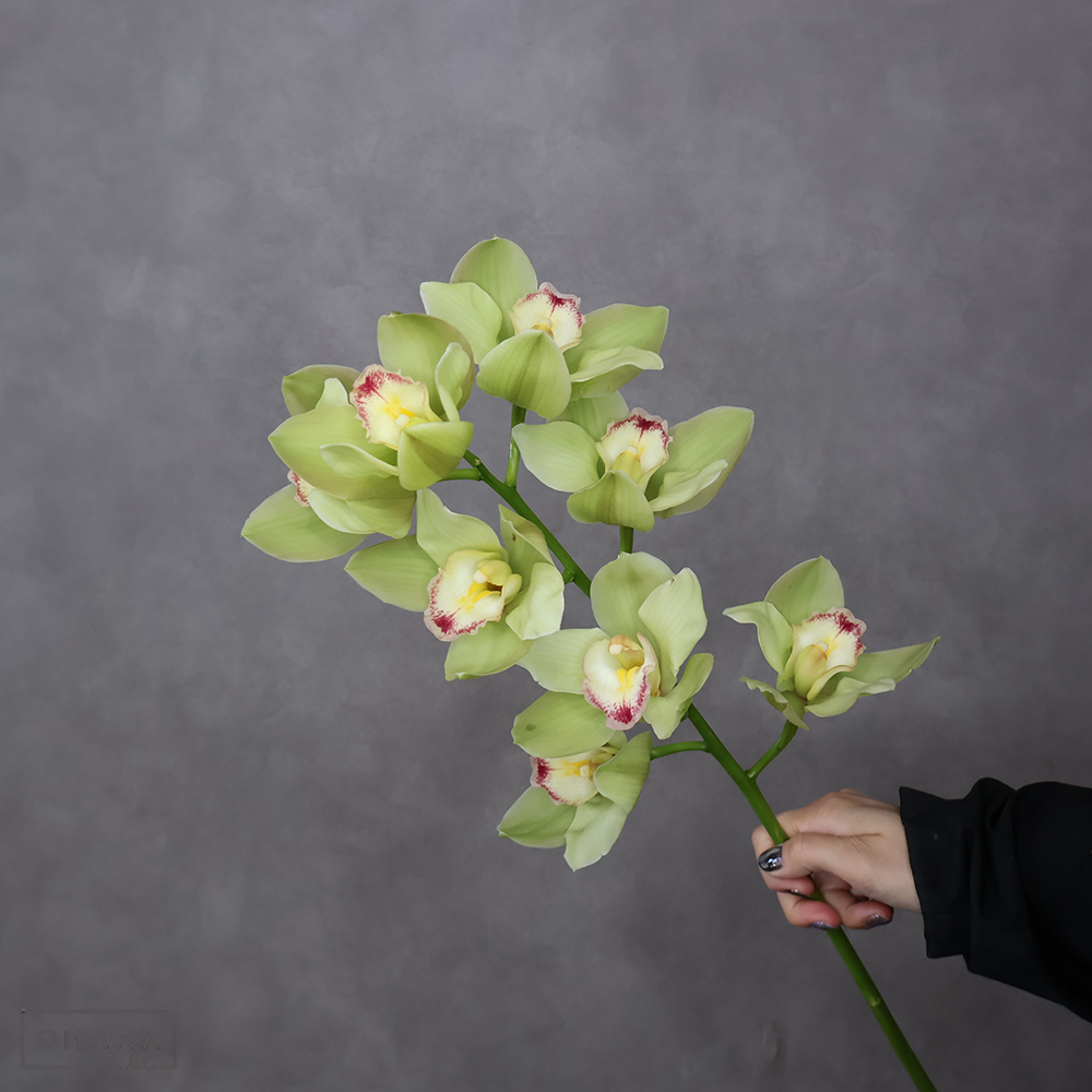 シンビジューム ビートモント　AAA