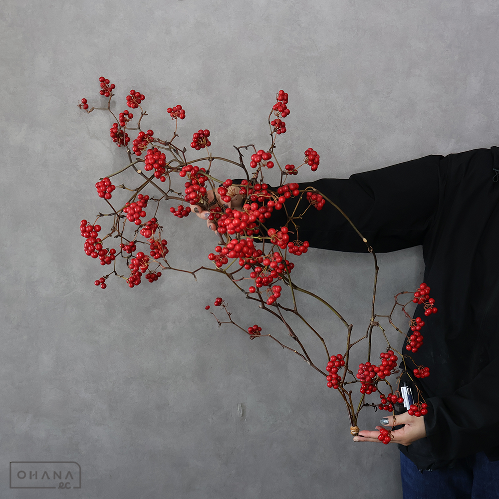 サンキライ　 115-95cm  ※実付良し