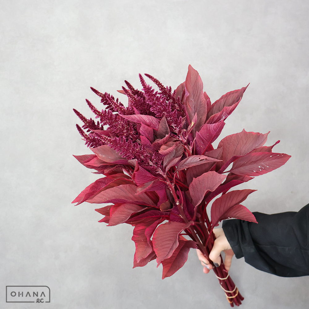 セッカケイトウ　リプライズ　ベルベット　70-60