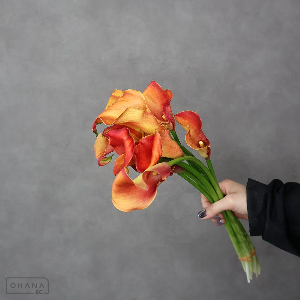 カラーオレンジ　キャプテンオデオン　秀 40cm