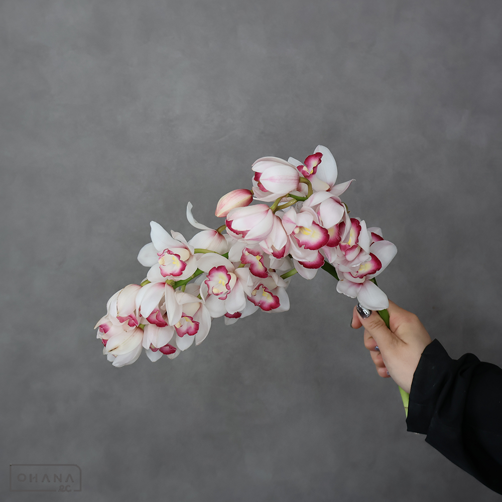 シンビジューム ミマジェンヌ　優 L