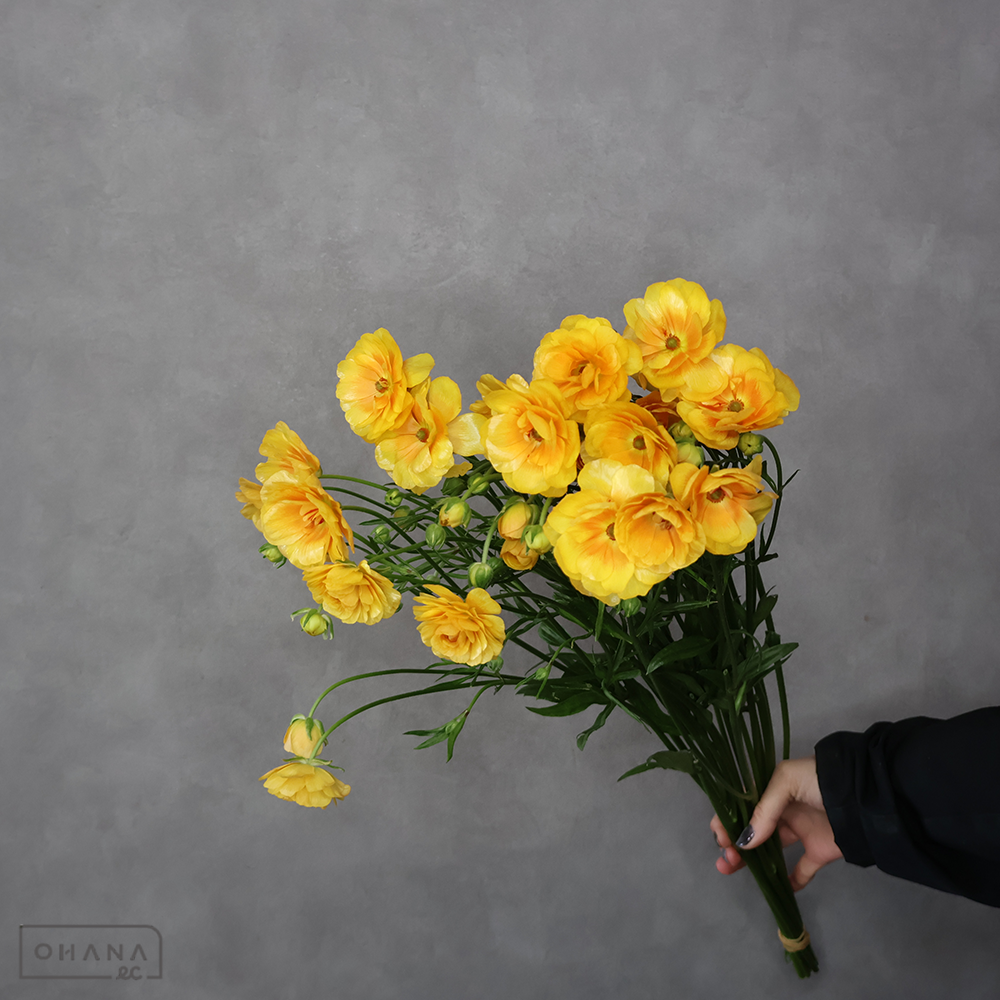 ラナンキュラス　ラックス ミネルバ　Ａ ３輪 60cm