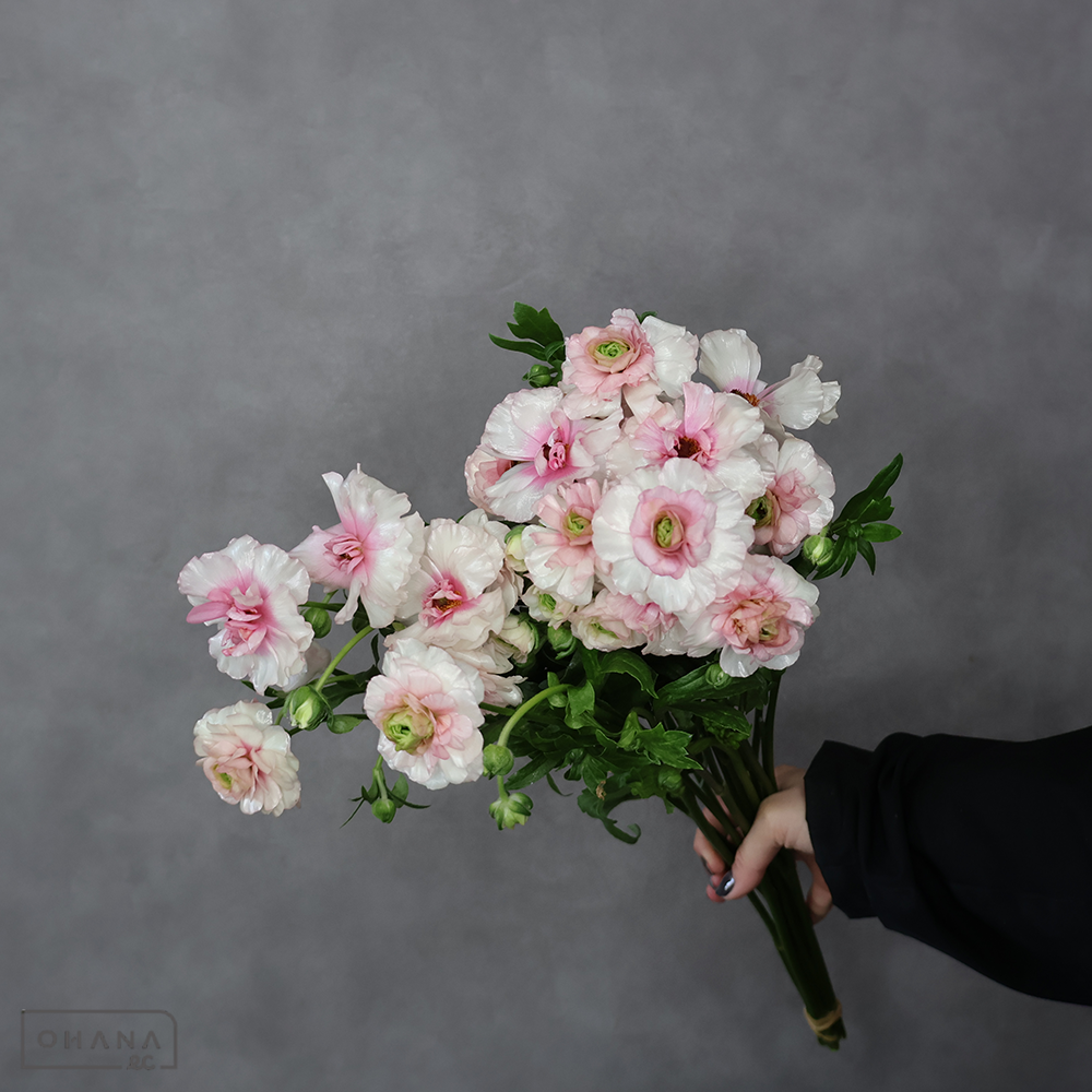 ラナンキュラス　ラックス アリアドネ　Ａ ３輪 55cm