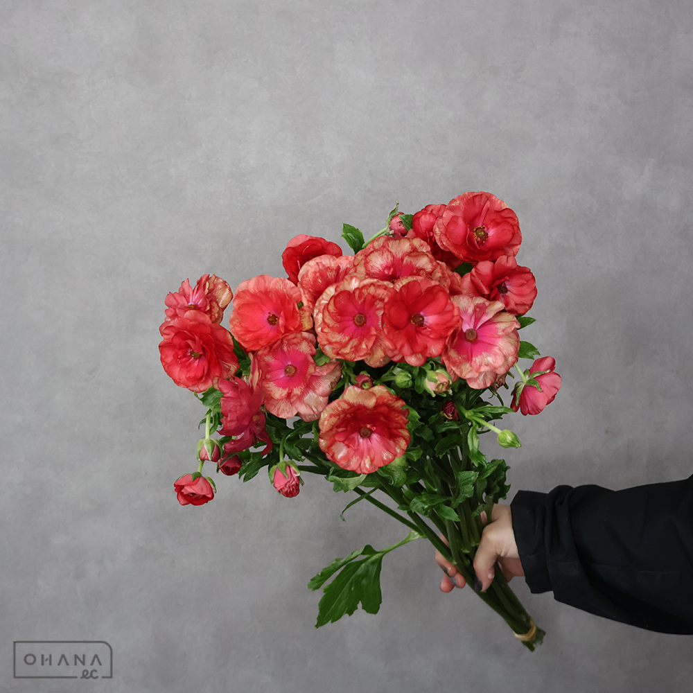 ラナンキュラス　ラックス フレア　Ａ ３輪 55cm