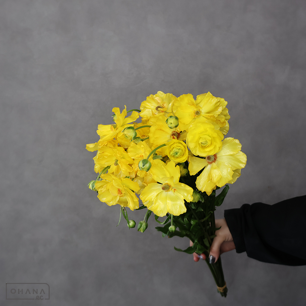 ラナンキュラス　ラックス マーヤ　Ａ ３輪 60cm