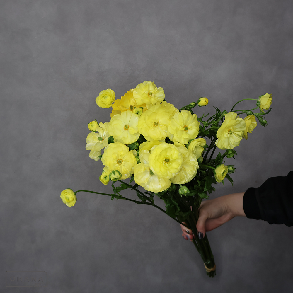 ラナンキュラス　①　Ａ ３輪 55cm