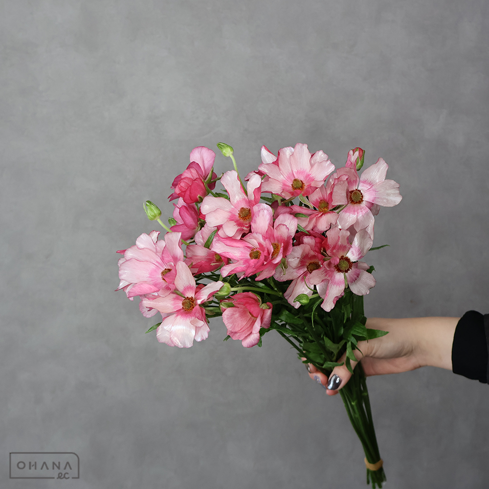 ラナンキュラス　②　Ａ ３輪 55cm