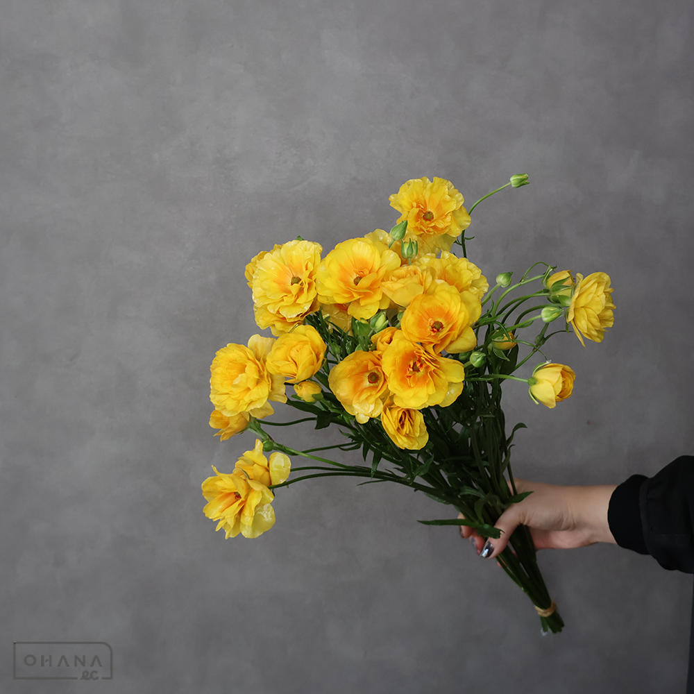 ラナンキュラス　③　Ａ ３輪 55cm