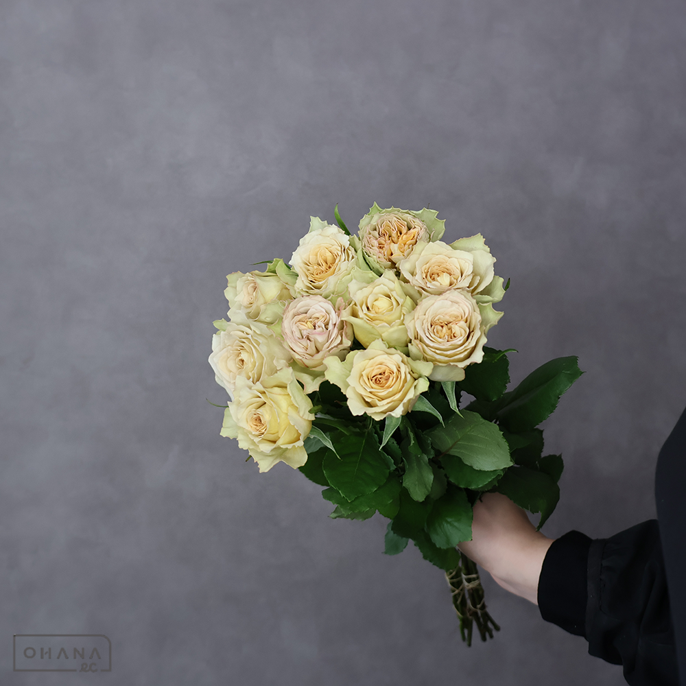 バラ茶　リテラチュール　 40cm