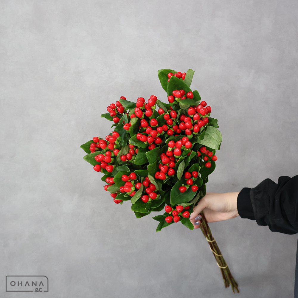 ヒペリカム　ココディアブロスプレー　 60cm