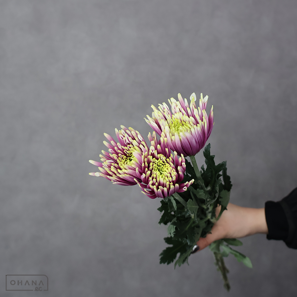 ディスバッドマム　トウーラシャルレッタ　