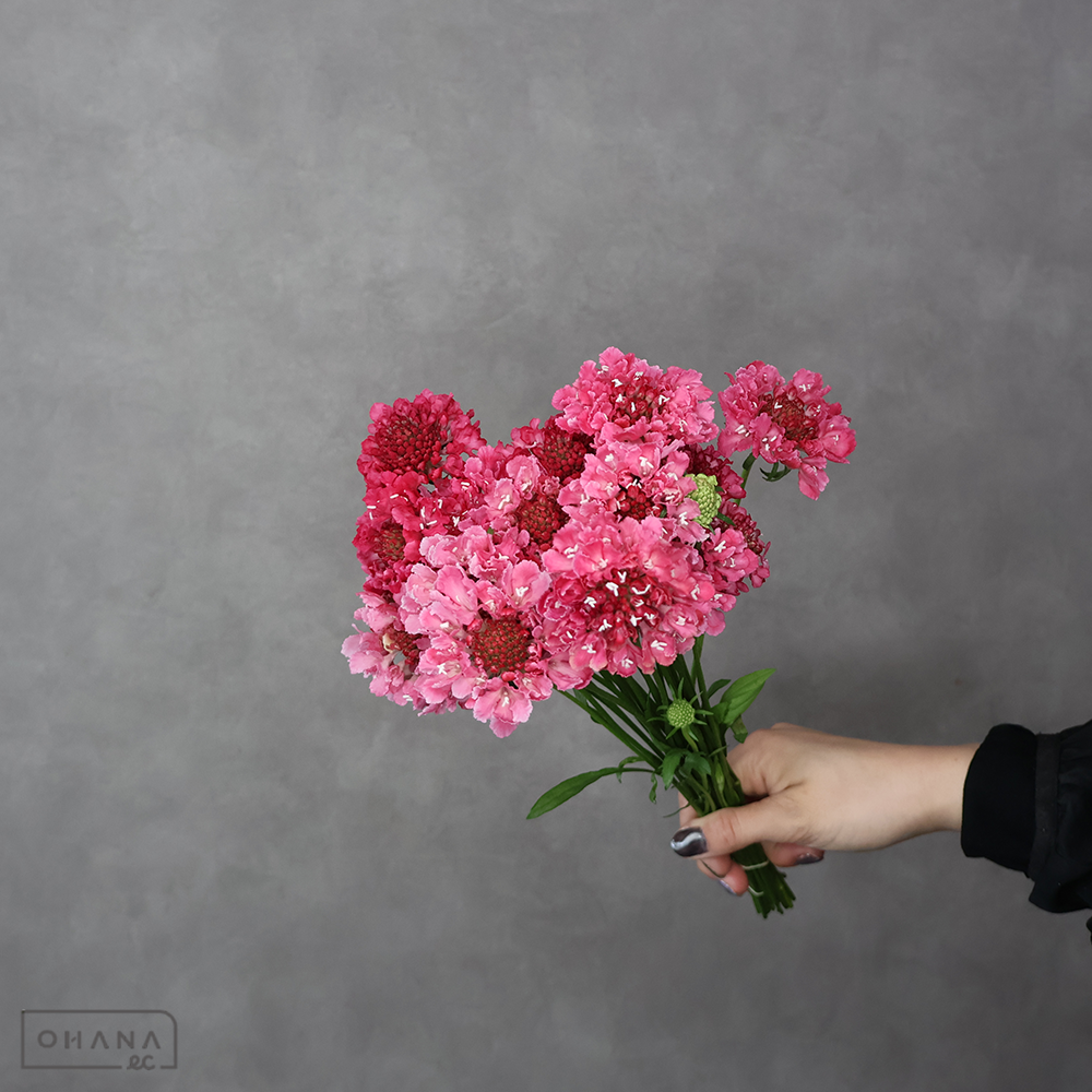 スカピオサ　レッド　秀 混合25cm