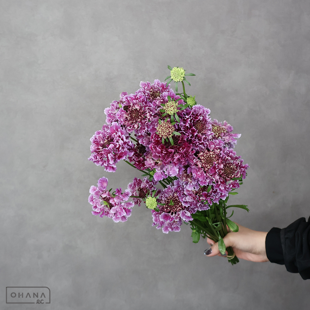 スカピオサ　リン　秀 30-25cm