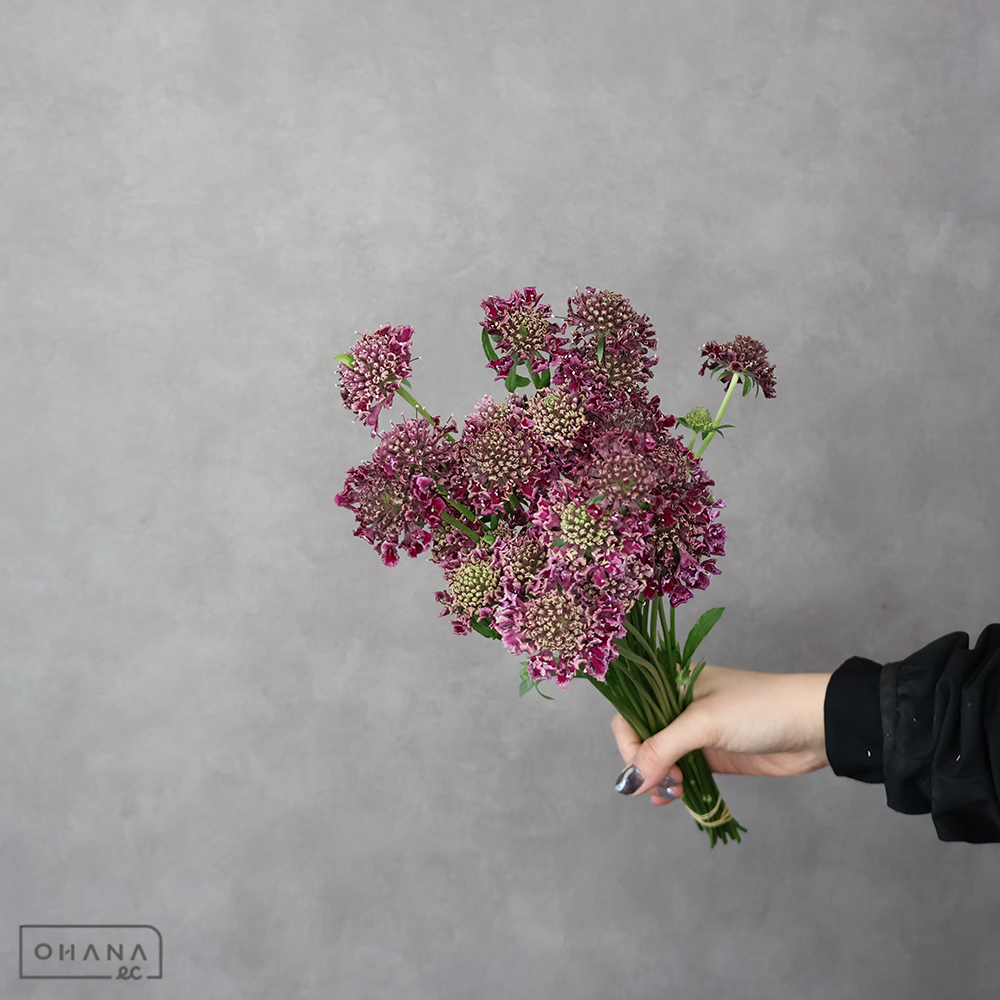 スカピオサ　テラ５３６　秀 30-25cm