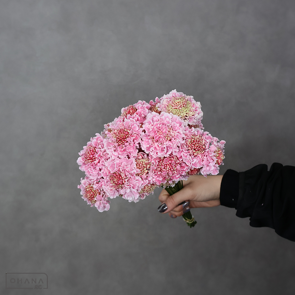 スカピオサ　フリフリハルル　秀 25cm