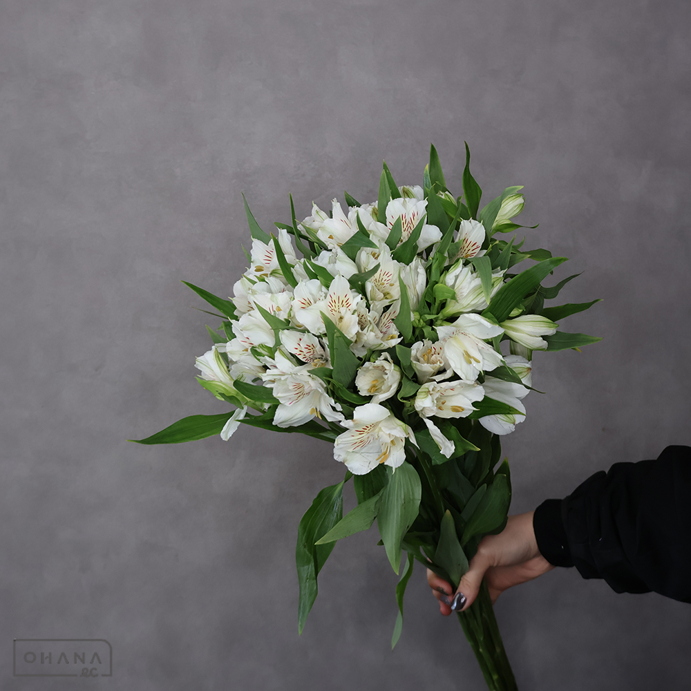 アルストロメーリア　ウィスラー　 70cm