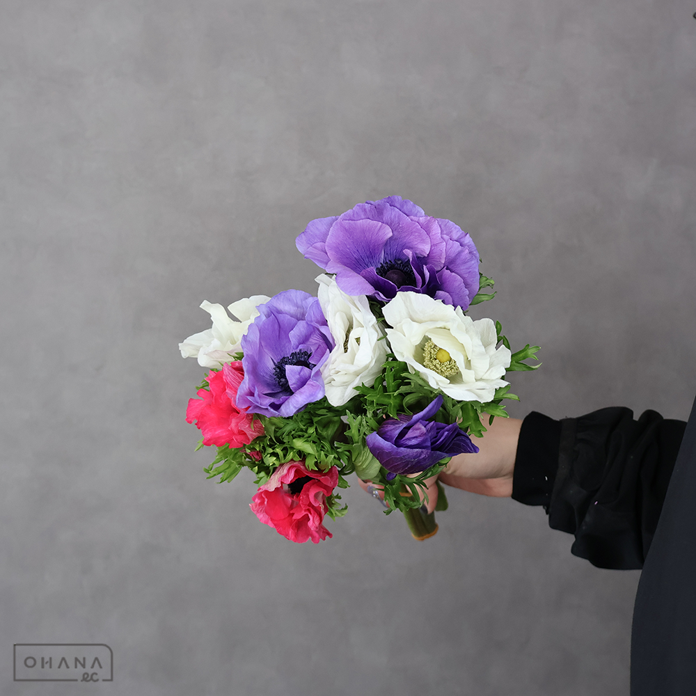 アネモネ　モナリザ　秀 25㎝