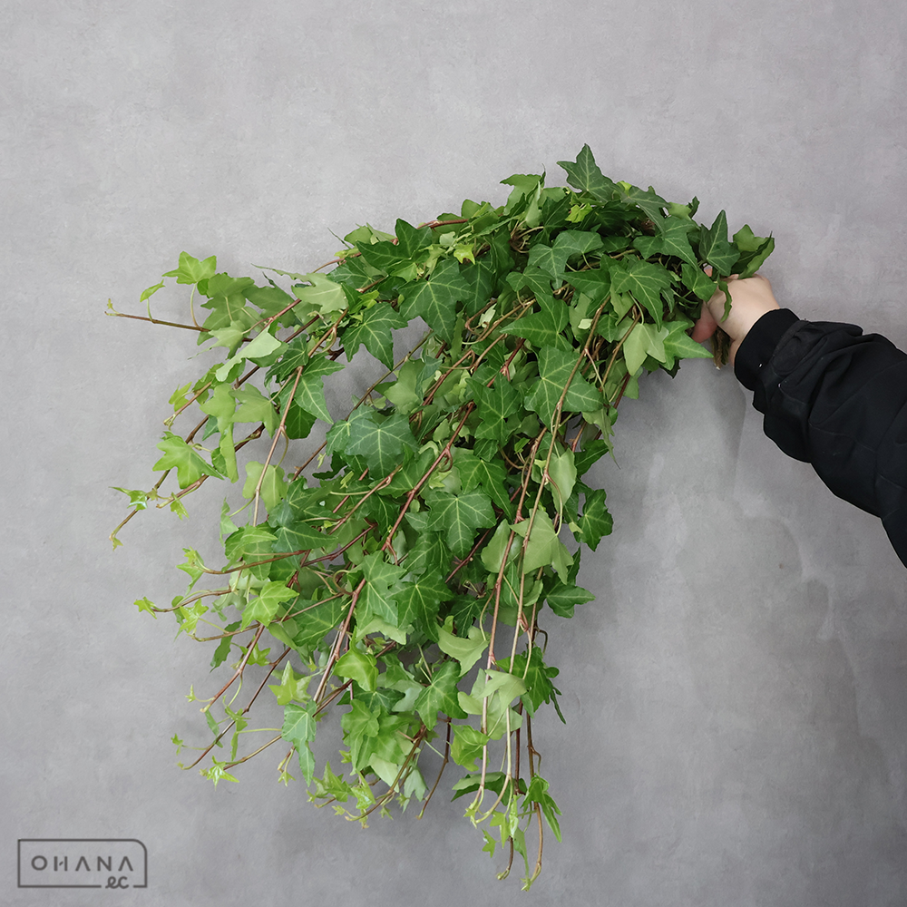 アイビー　ピッツバーグ　 60cm中 ※25本束