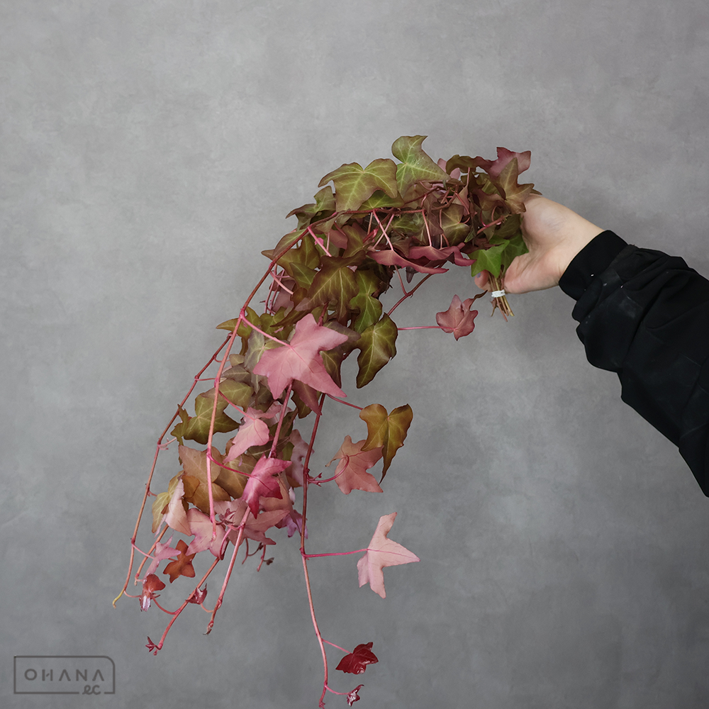 アイビー　スタンカーマイン染　 60cm