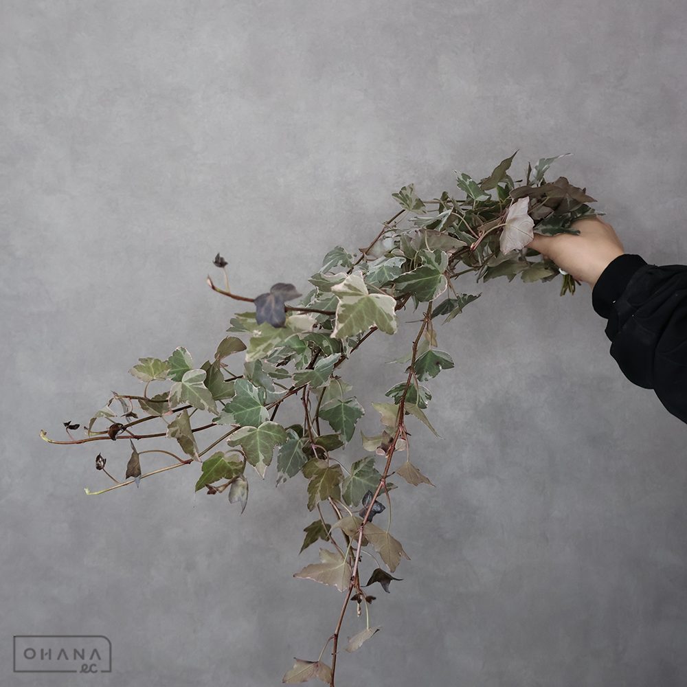 アイビー　アッシュピンク　 60cm