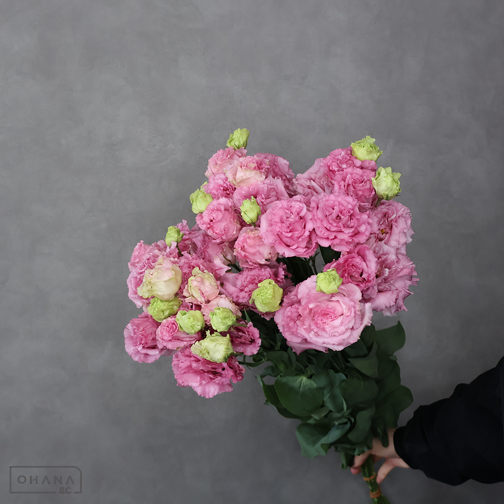 トルコキキョウ　ボヤージュチェリーピンク　上 70cm 2-3F