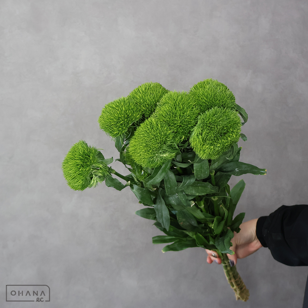 テマリソウ  グリーンボール　55cm