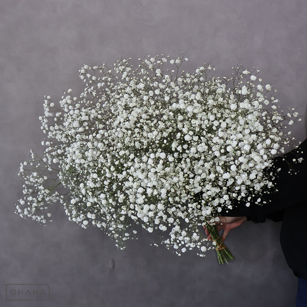 カスミソウ　ベールスター　秀 ２Ｌ ※ボリューム良