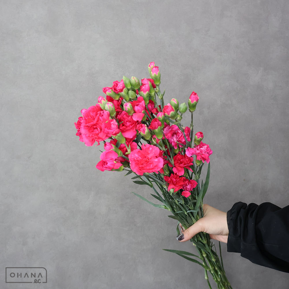 ＳＰカーネ　リップス　65cm※9本束