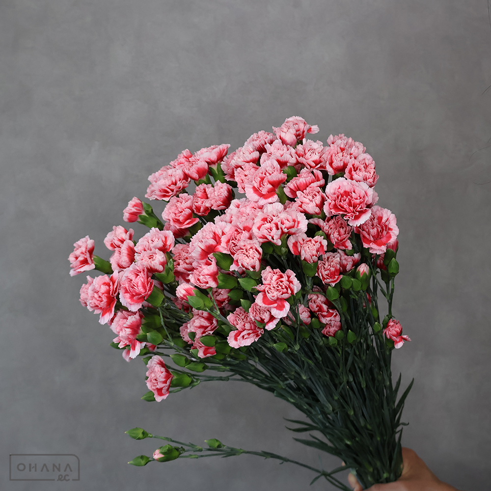 ＳＰカーネ バイカラーMIX ③　