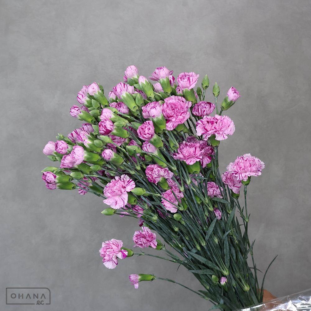 ＳＰカーネ バイカラーMIX ④　