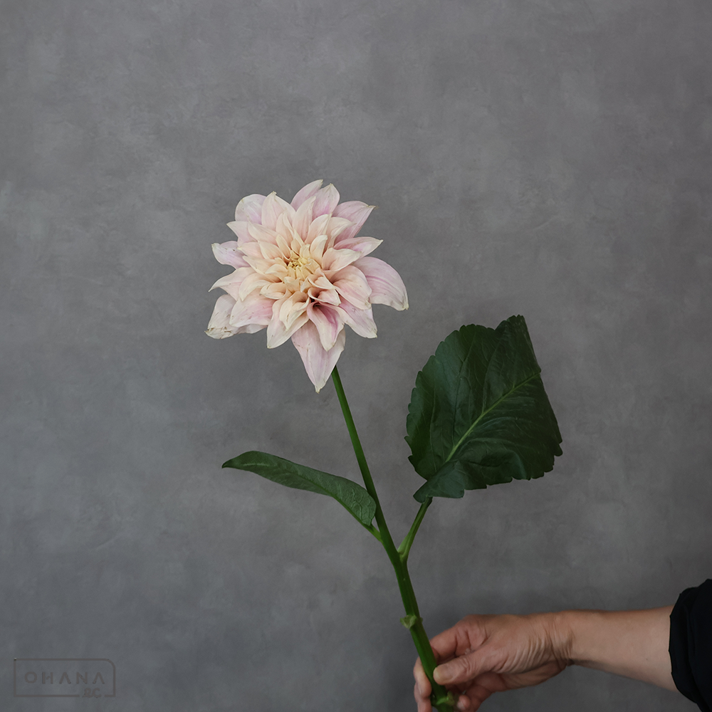 ダリア　  カフェオレ 6-70cm  ※若干キズあり ※1本売り