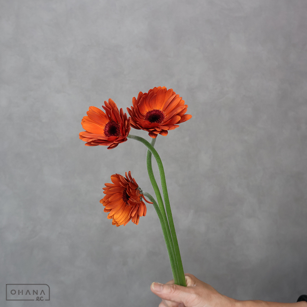 ガーベラ　  ブラウニー 50cm ※5本束