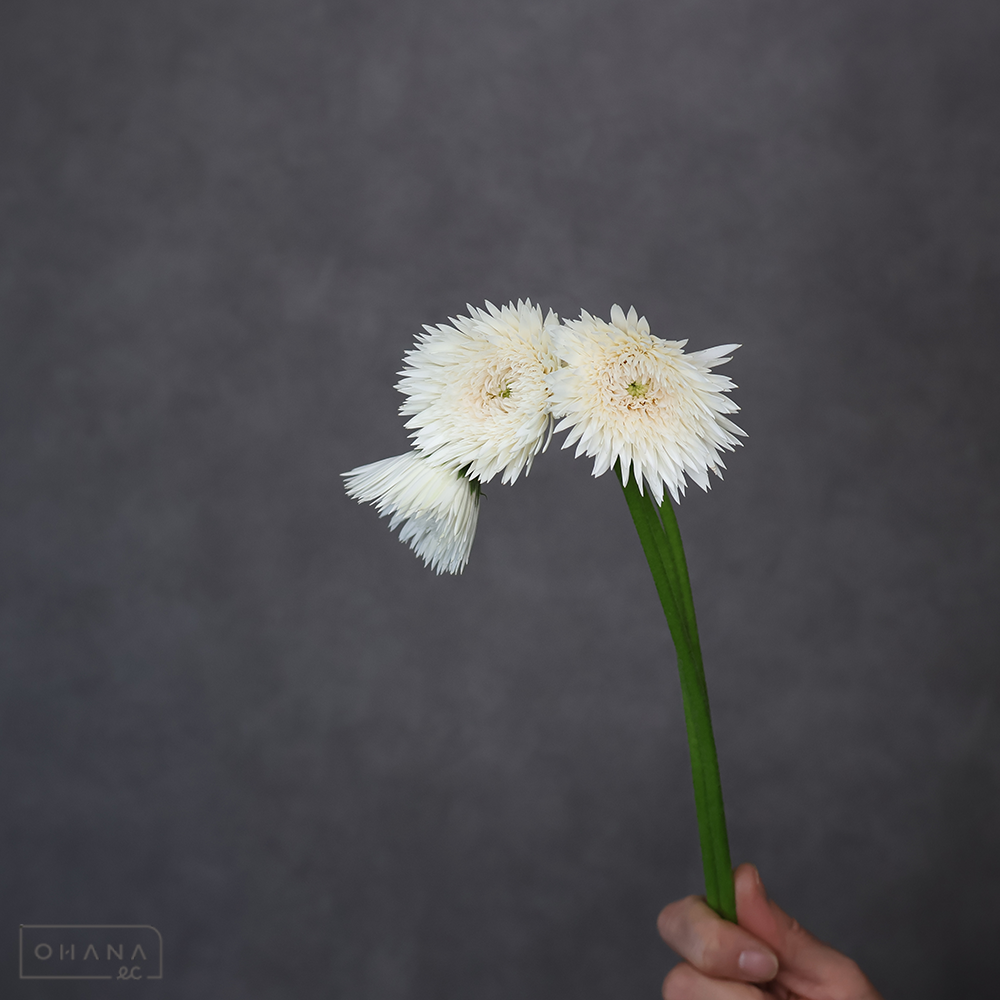 ガーベラ  ささめゆき 秀２Ｌ